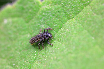 Ladybug larvae in natural state， north China