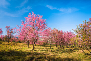 Wild himalayan cherry in sunshine day on top of mountain