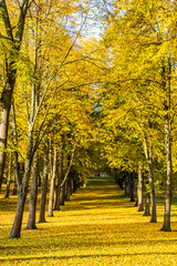 Fototapeta na wymiar Beautiful autumn yellow forest with yellow leaves on the ground.