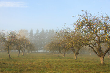 dawn in a foggy spring  garden