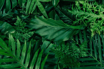 Naklejka na ściany i meble Monstera green leaves or Monstera Deliciosa in dark tones(Monstera, palm, rubber plant, pine, bird’s nest fern), background or green leafy tropical pine forest patterns for creative design elements. 