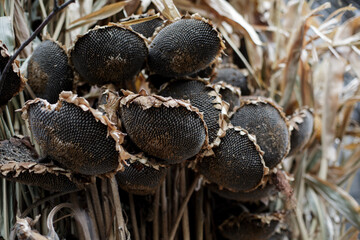 Dry head of sunflower with ripe seeds. Dried sunflower before harvesting. Closeup of Helianthus with many black seeds. Dried Ripe Sunflowers. Field Helianthus in rural during early autumn