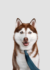 Portrait siberian husky dog with tie