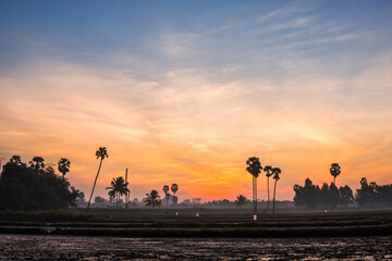 Fototapeta na wymiar sugar palm trees on the sunrise background