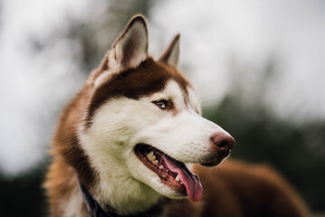 red siberian husky dog