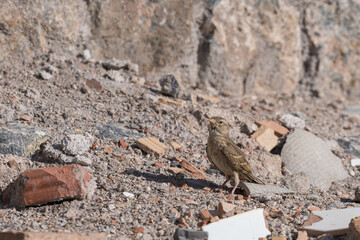 A sparrow perched on the ground
