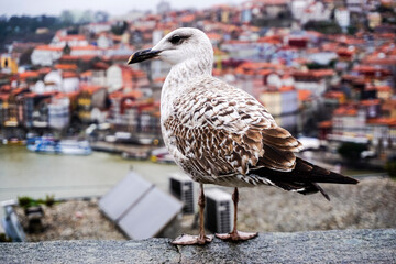 Detail of the city of Porto in Portugal