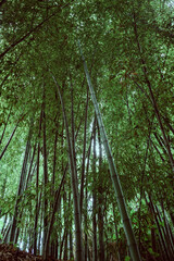 Fototapeta na wymiar bamboo canes in the forest 
