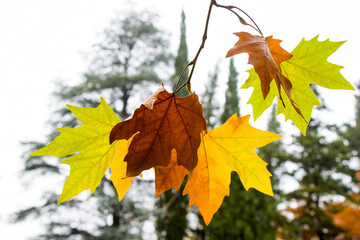 Plane tree autumn and fall leaves background