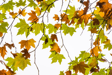 Plane tree autumn and fall leaves background