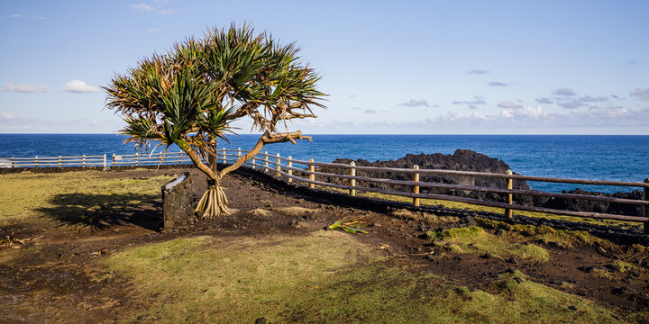 Vacoa tree (common screwpine) in Cap M&eacute;chant on Reunion Island