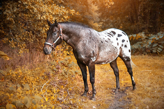 Appaloosa Horse Images – Browse 3,726 Stock Photos, Vectors, and Video