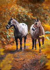 appaloosa horses from the farm near a pasture in autumn
