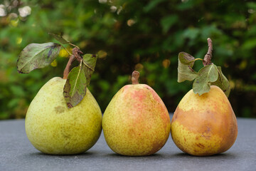 Drei frisch geerntete Birnen stehen auf einer grauen Steinplatte mit einem Garten im Hintergrund