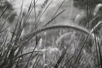 photo of artistic grass flowers in the garden