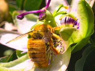 abejorro amarillo tomando polen de flor exótica