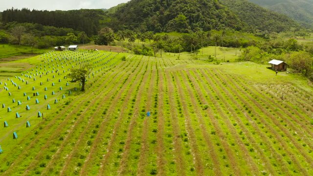 Farm for fighting cocks in the mountains, Philippines, aerial view. Fighting roosters in their houses in the farm. Camiguin island