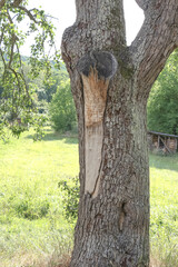 Verletzung an der Rinde einen Birnbaums