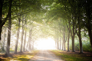 Sun rays through the main avenue of Beech trees, of the Estate Linschoten, The Netherlands.