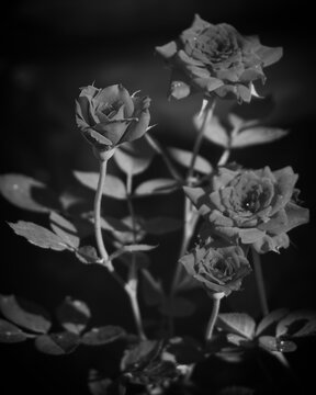 photo of artistic black roses flowers black and white