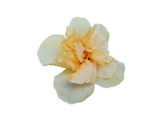 Fototapeta na wymiar Beautiful yellow rose hibiscus rosa orange flower isolated on white background. Flat, top view