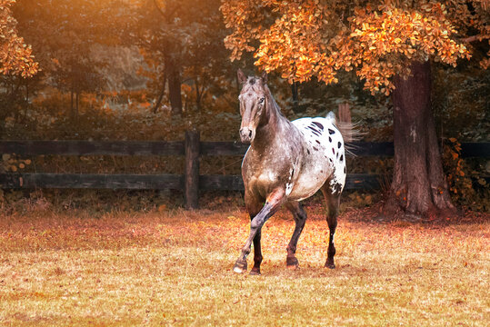 5,770 Appaloosa Images, Stock Photos, 3D objects, & Vectors