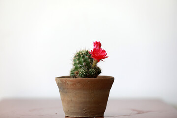 Potted cactus flowers, beautiful ornamental plants