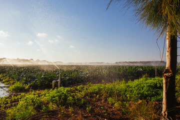 Obraz premium Crop Sprayers in Action in Australia