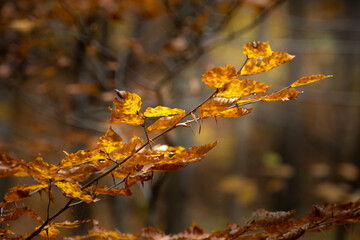 Jesienne żółte liście