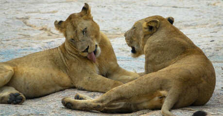 A lions herd relaxing and playing in the savannah during a wildlife safari, Kruger national park, south africa