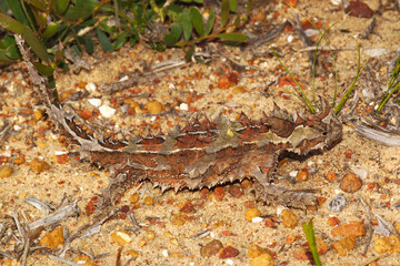 Australian Thorny Devil, Moloch horridus, an ant-eating lizard, natural habitat in Kalbarri, Western Australia, lateral view