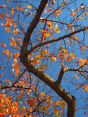 黄葉の桜の葉と青空