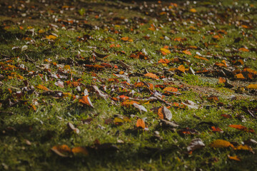 芝生の上で風に舞う落葉