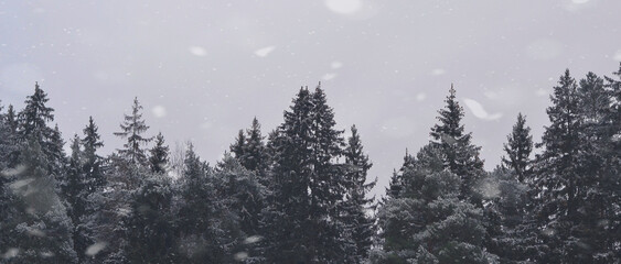 Fototapeta premium snow on the forest