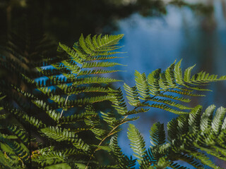 風にそよぐシダの葉