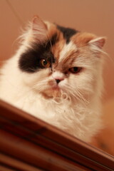 Portrait of a 3 coloured persian cat