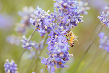 Obraz premium Bee in Lavender in Australia