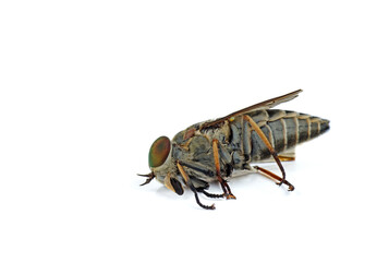 Dead large brown gadfly isolated on white background.