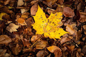 Żółty jesienny liść klonu