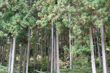 管理されている杉林