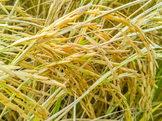 Close up of paddy plants
