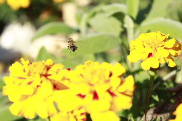 bee on yellow flower