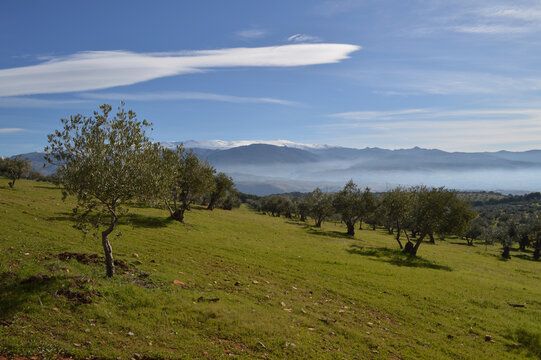 Sierra Nevada and Olive Grove Trees seen from Dehesa del Generalife in Granada, Spain