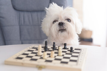 Little white intelligent dog, maltese plays chess,