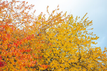 Autumn red, yellow and brown leaves on tree branches