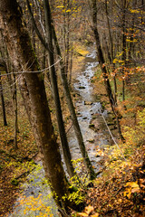 Leśny strumyk w jesiennym lesie. © Rafal Kot