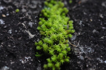 秋の乾いた岩に生える小さな苔