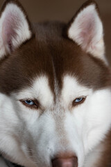 siberian husky dog