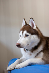 siberian husky dog