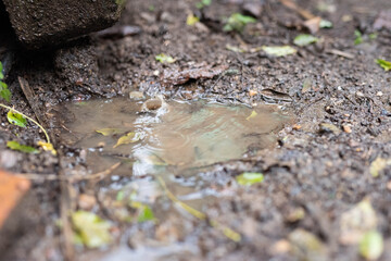 drops in a puddle